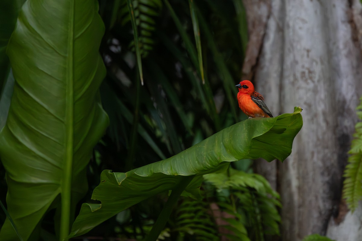 Red Fody - ML636291195