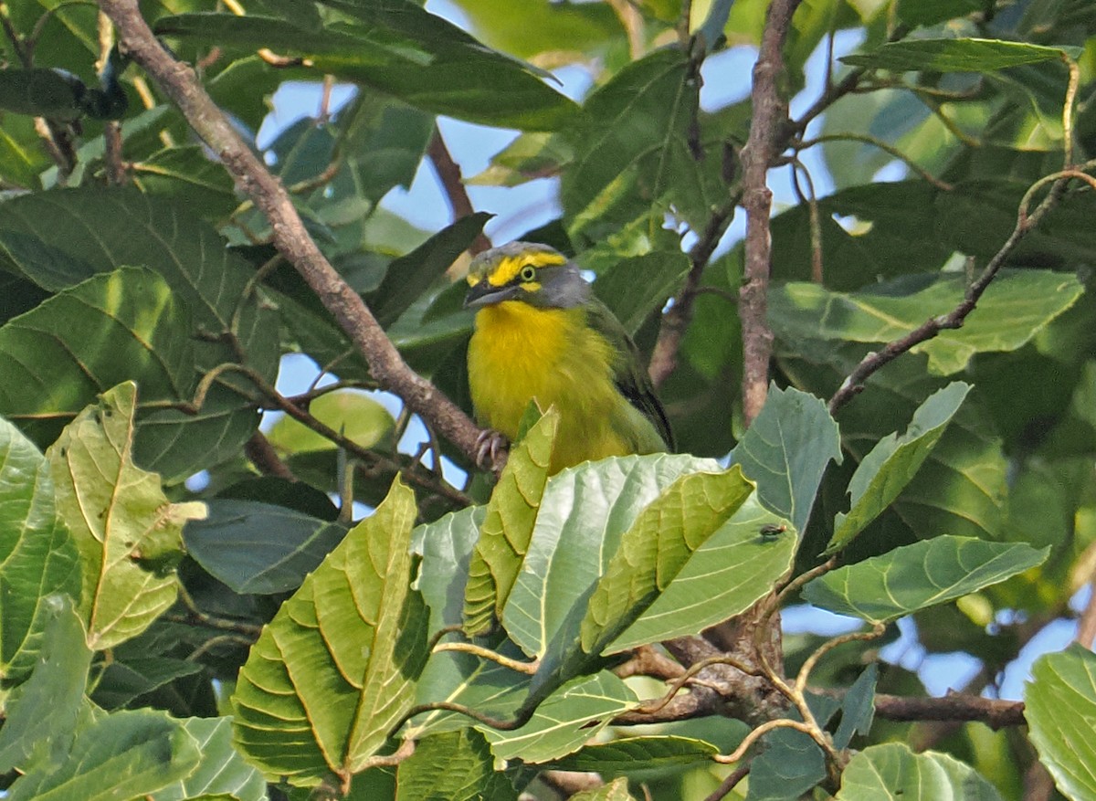 Slaty-capped Shrike-Vireo - ML636291348