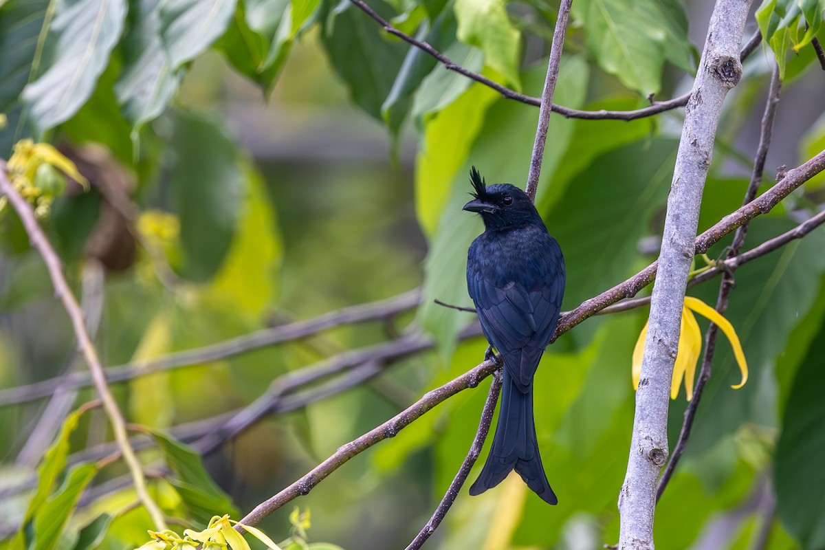 Crested Drongo (Madagascar) - ML636291355