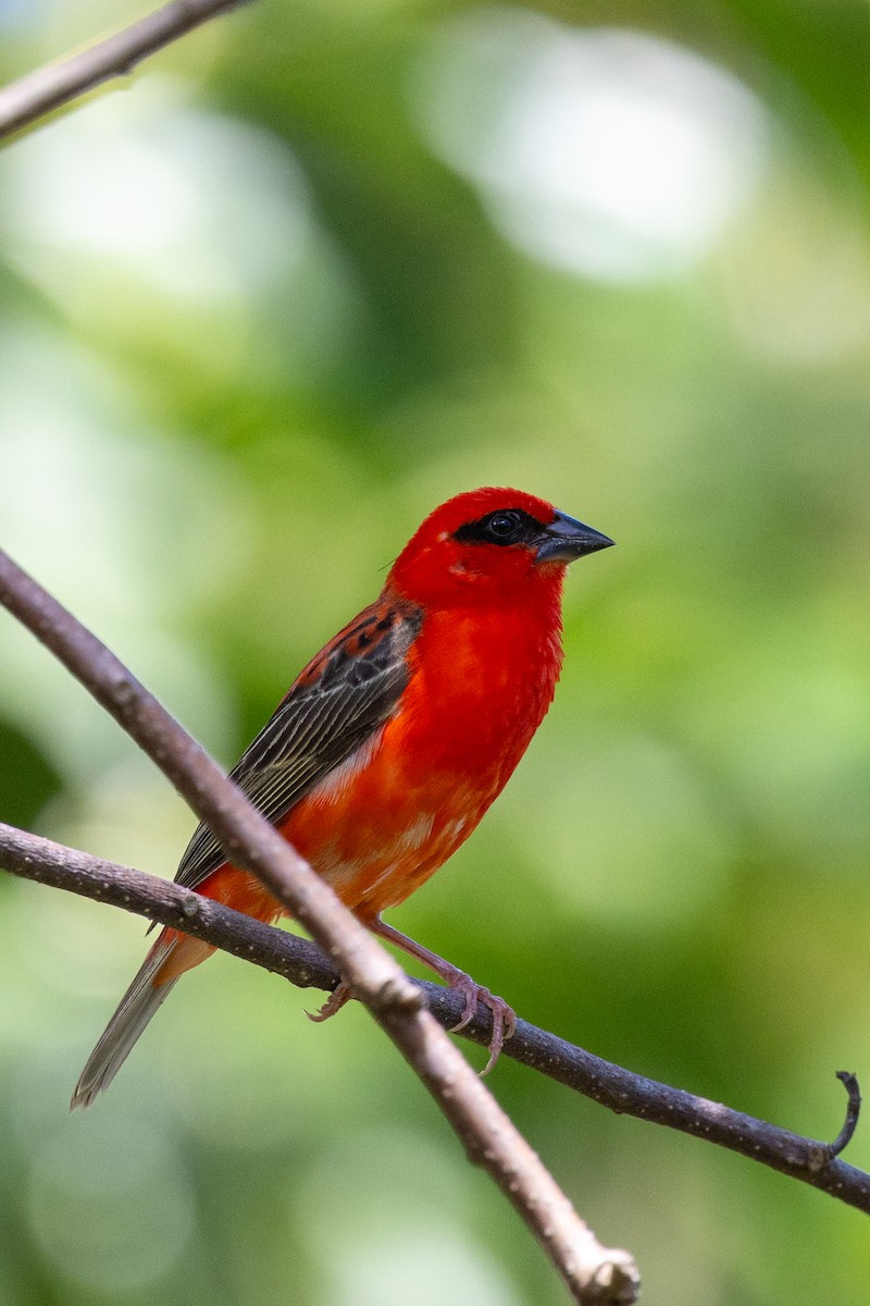 Red Fody - ML636291382