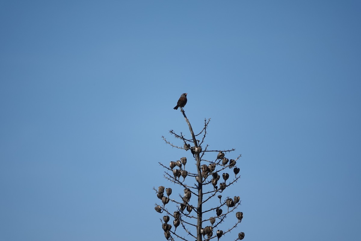 Black-chinned Sparrow - ML636291401