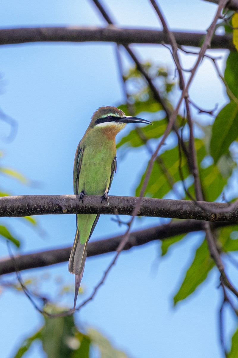 Olive Bee-eater - ML636291479
