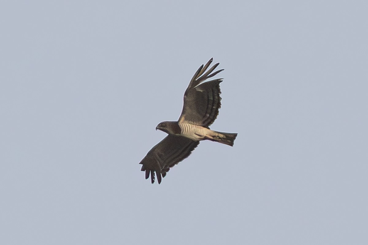Beaudouin's Snake-Eagle - ML636291483