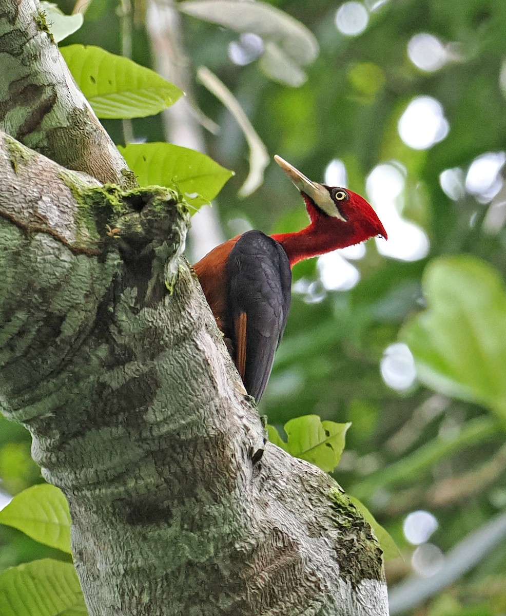 Red-necked Woodpecker - ML636291528