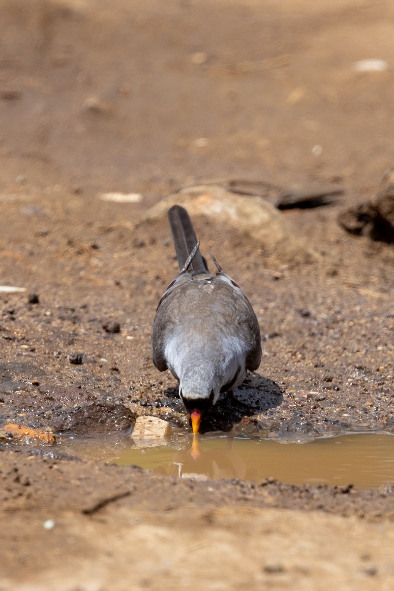 Namaqua Dove - ML636291546