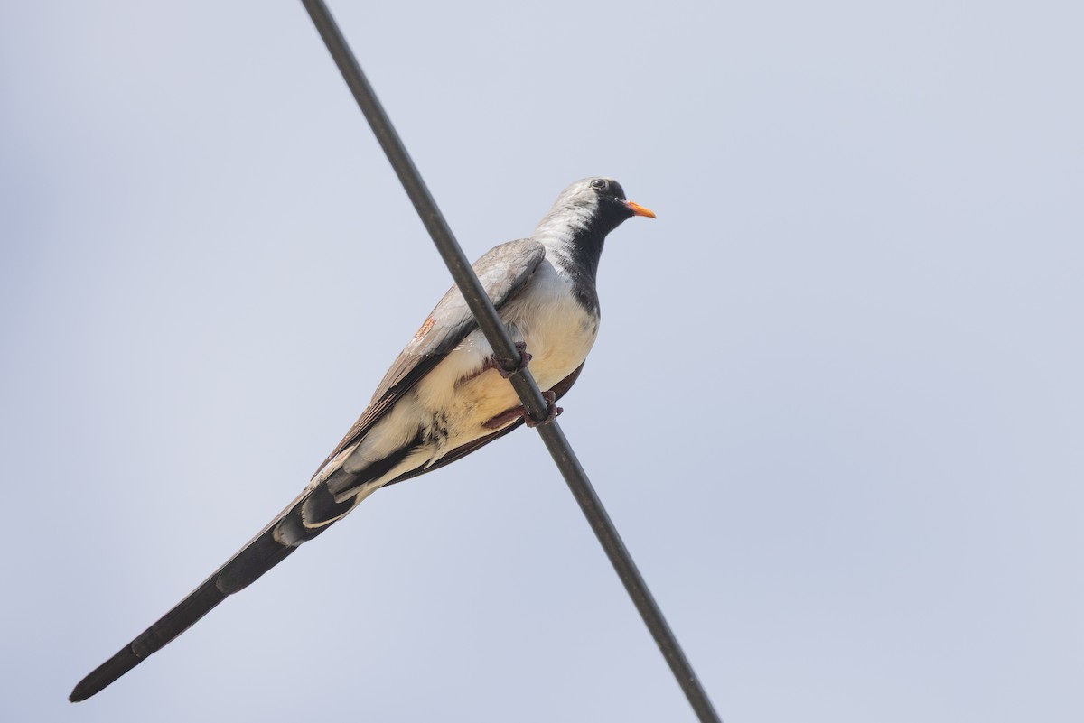 Namaqua Dove - ML636291547