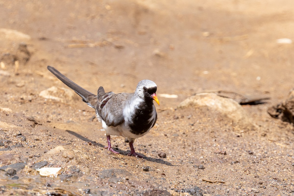 Namaqua Dove - ML636291548