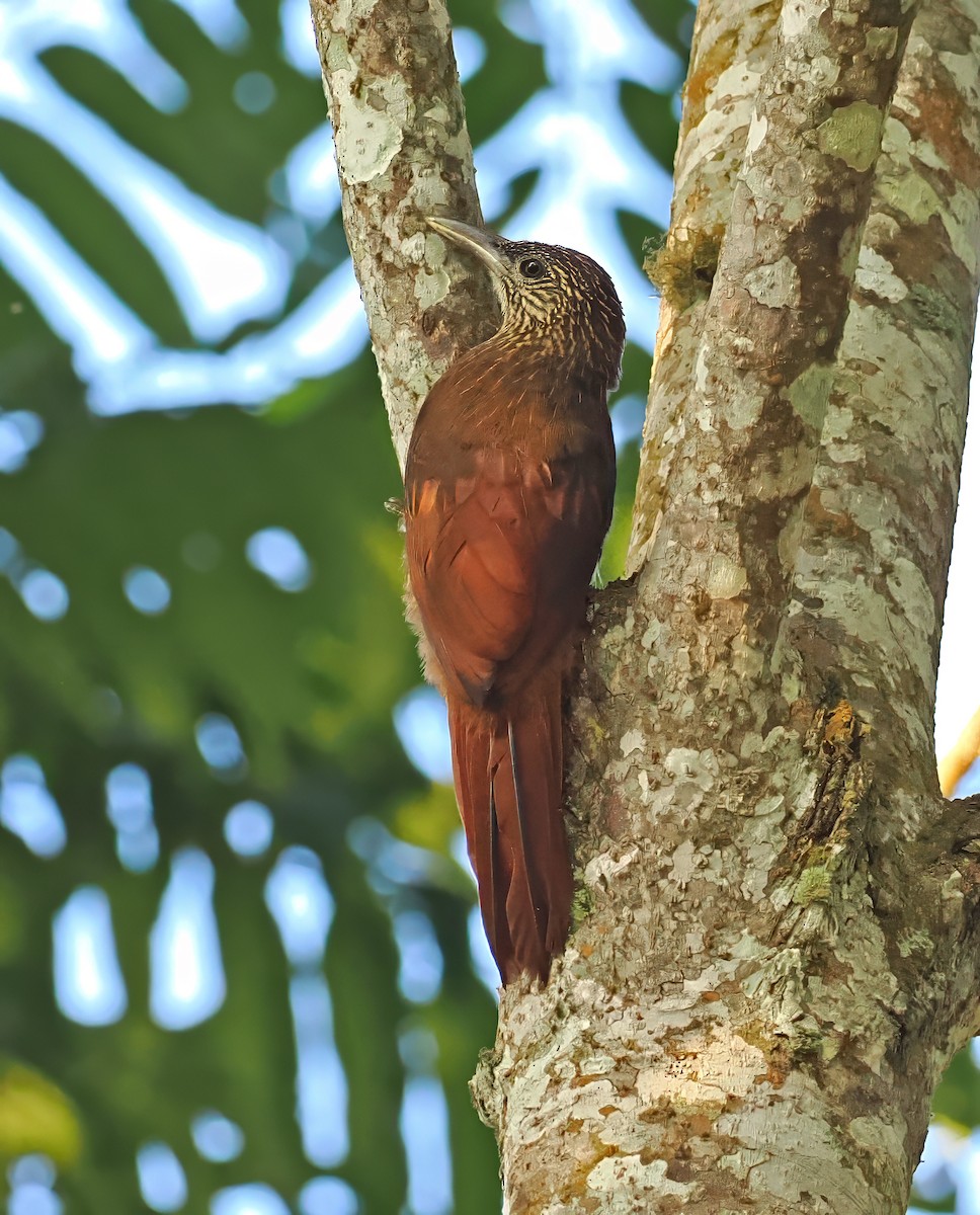 Strong-billed Woodcreeper - ML636291568