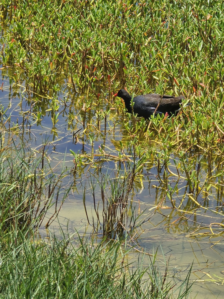 アメリカバン - ML636291578