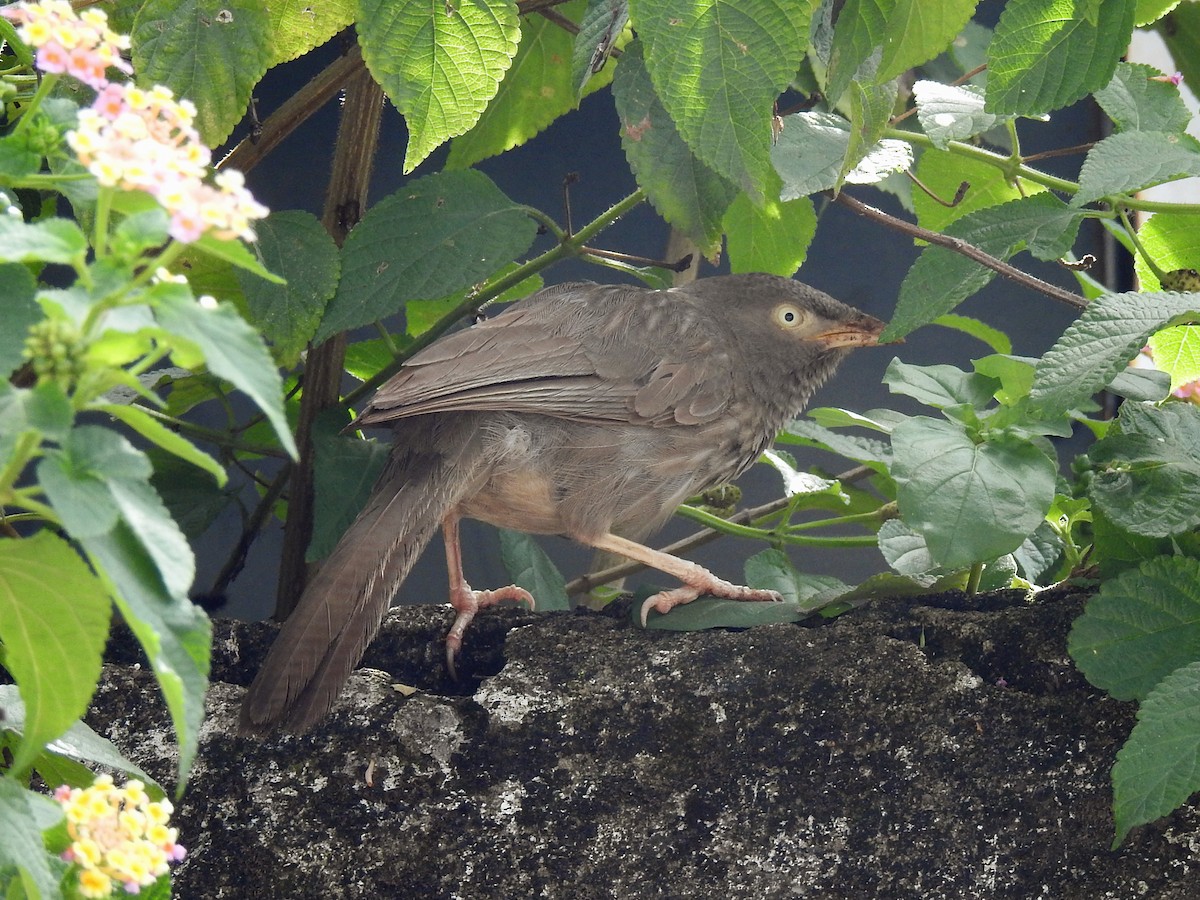 Jungle Babbler - ML636291579