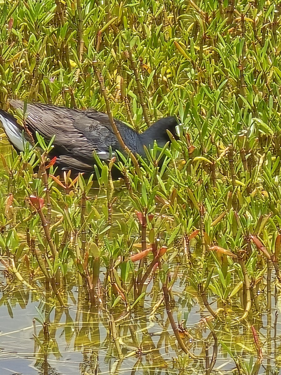 アメリカバン - ML636291586