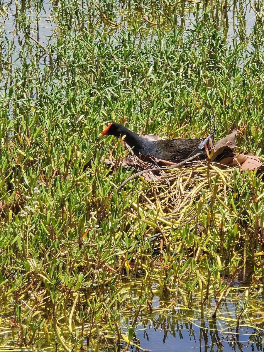 アメリカバン - ML636291597