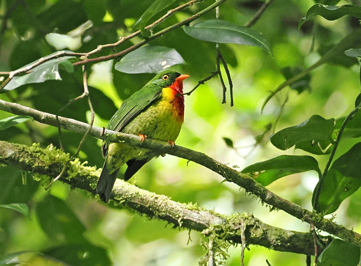 Scarlet-breasted Fruiteater (frontalis) - ML636291618