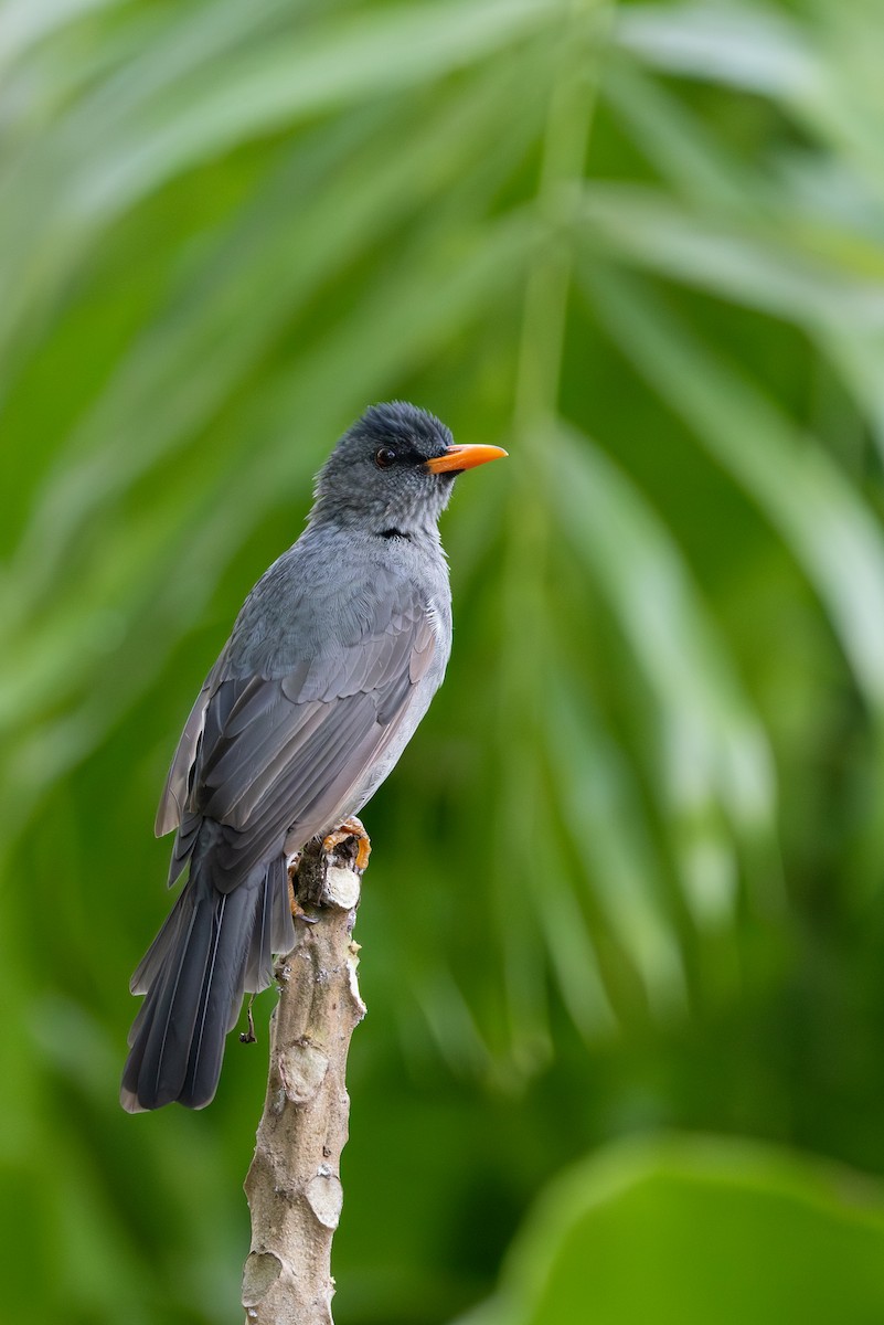 Malagasy Bulbul - ML636291731