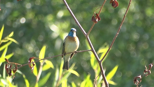Lazuli Bunting - ML636291757