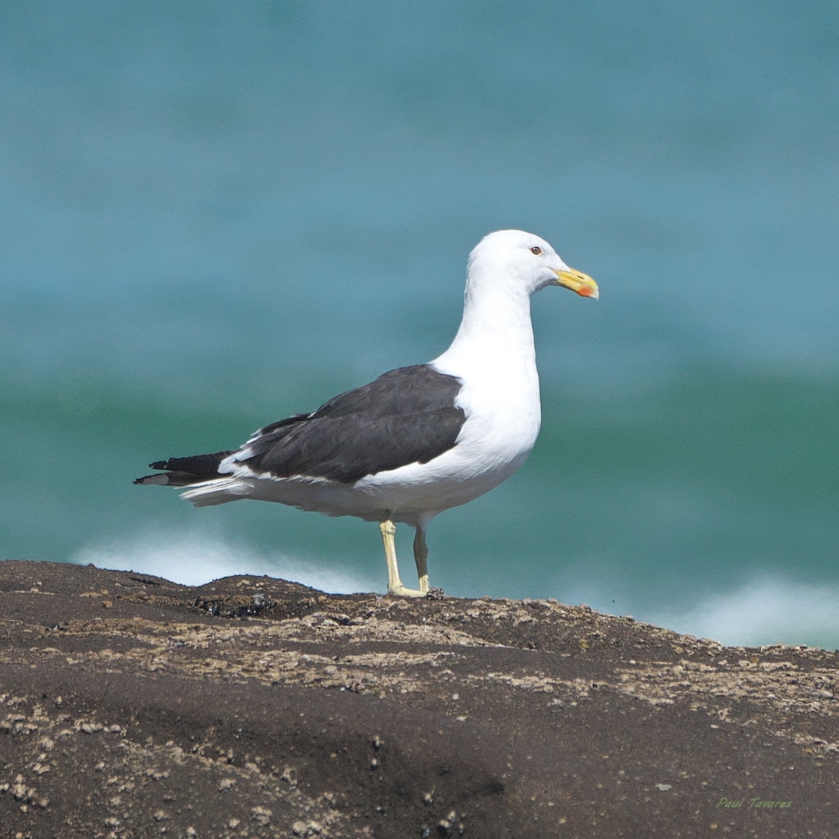 Kelp Gull - ML636291856