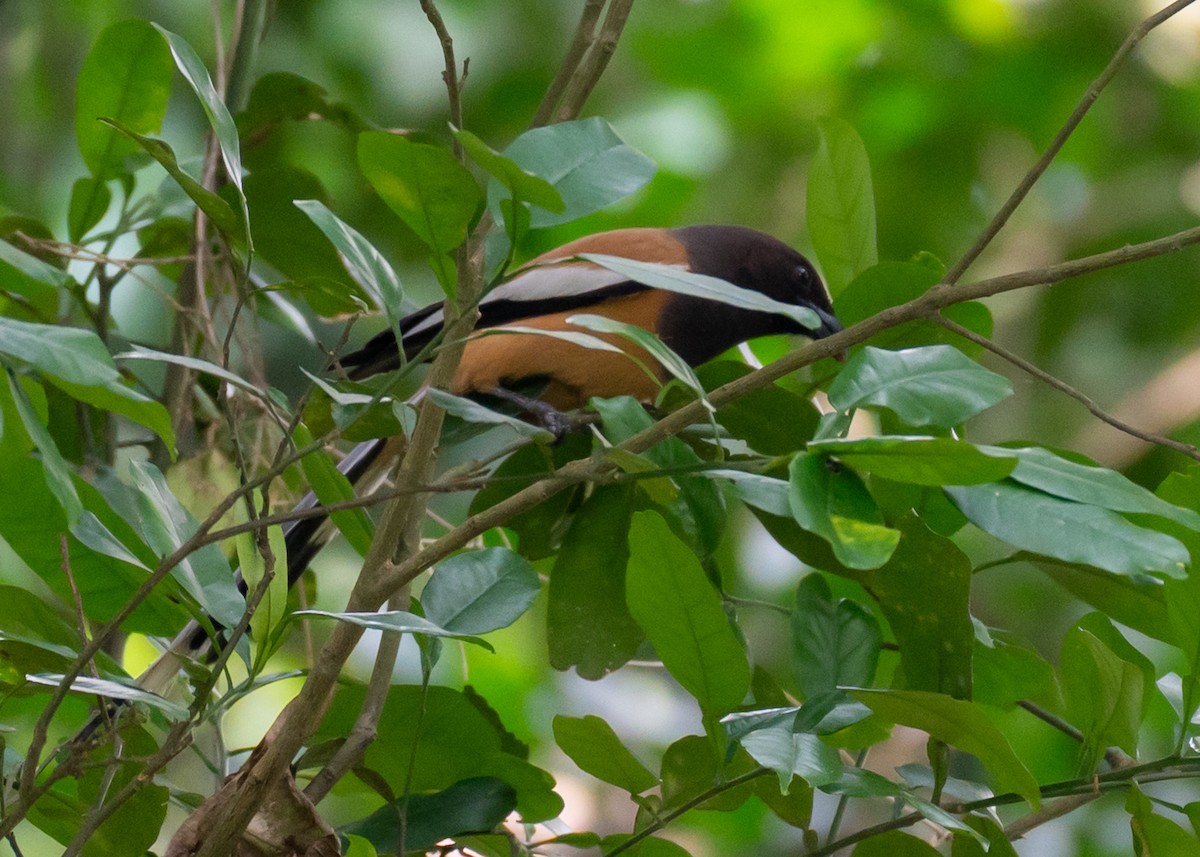 Rufous Treepie - ML636291907