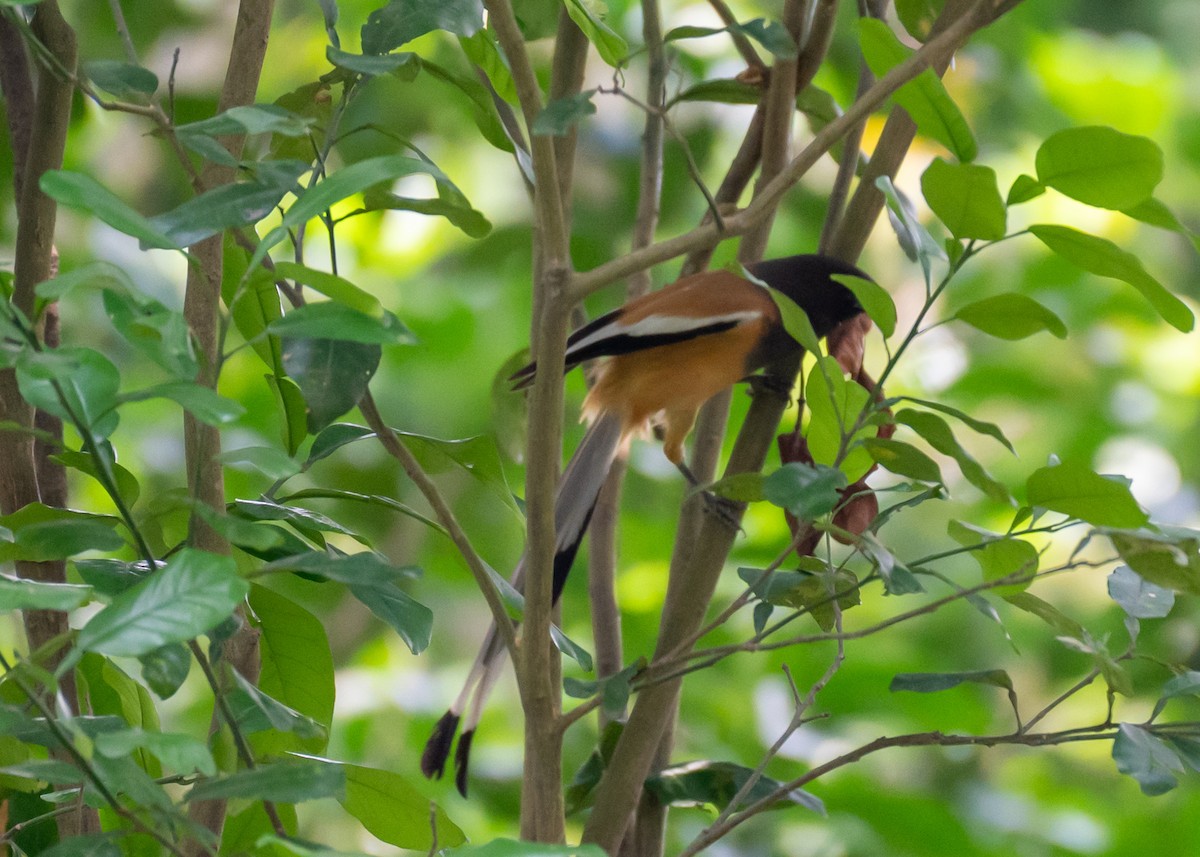 Rufous Treepie - ML636291908