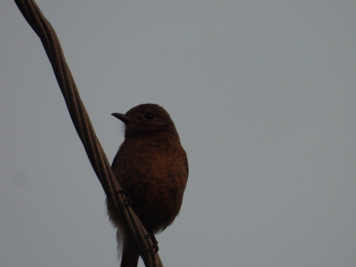 Pied Bushchat - ML636291919