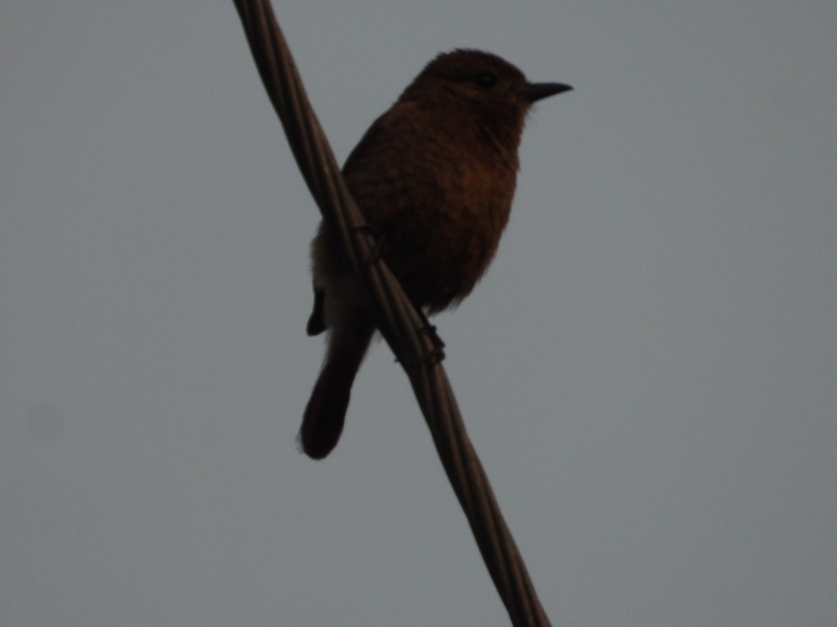 Pied Bushchat - ML636291920