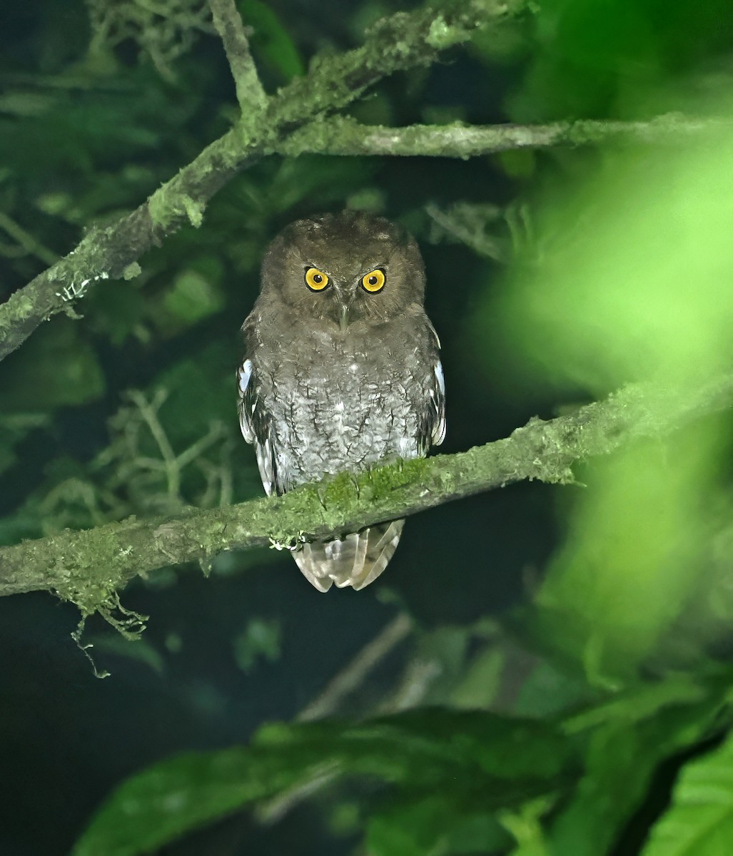 Foothill Screech-Owl (Foothill) - ML636291936