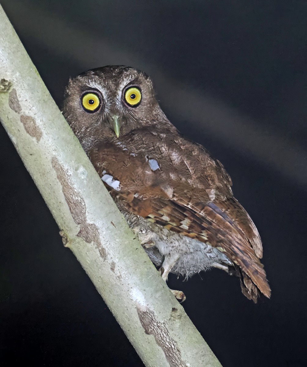 Foothill Screech-Owl (Foothill) - ML636291939
