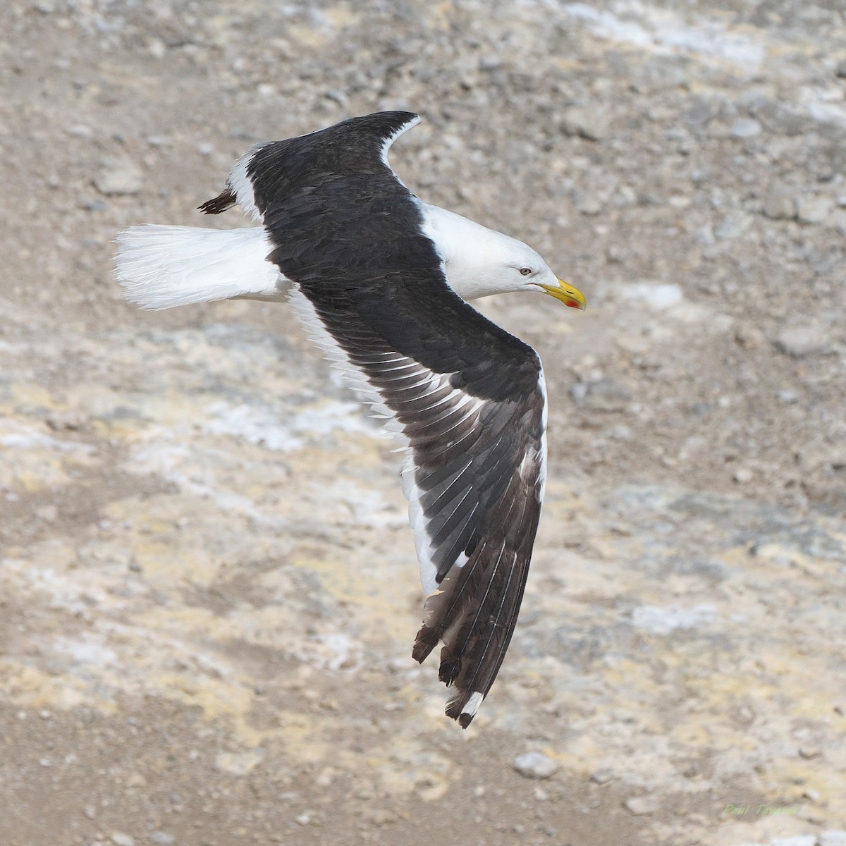 Kelp Gull - ML636291994