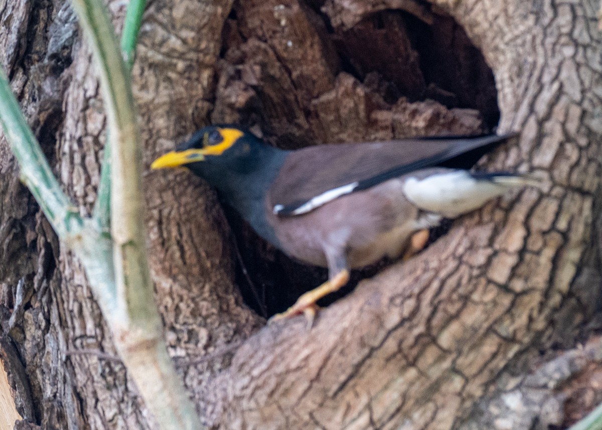 majna obecná - ML636291995