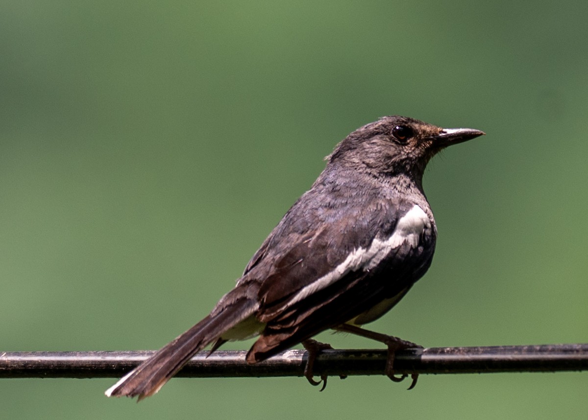 Oriental Magpie-Robin (Oriental) - ML636292012