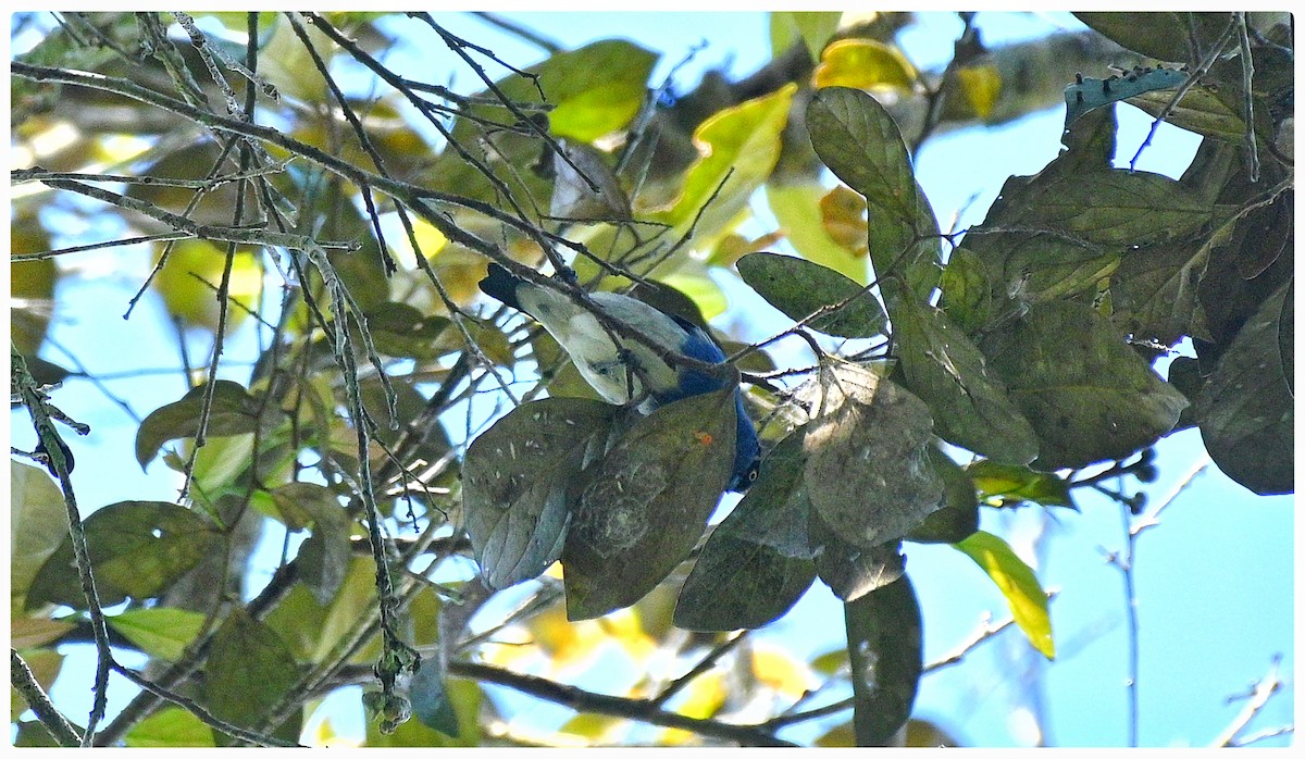 White-bellied Dacnis - ML636292059