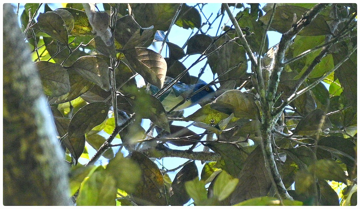 White-bellied Dacnis - ML636292060
