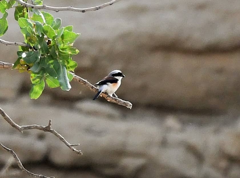 Bay-backed Shrike - ML636292079