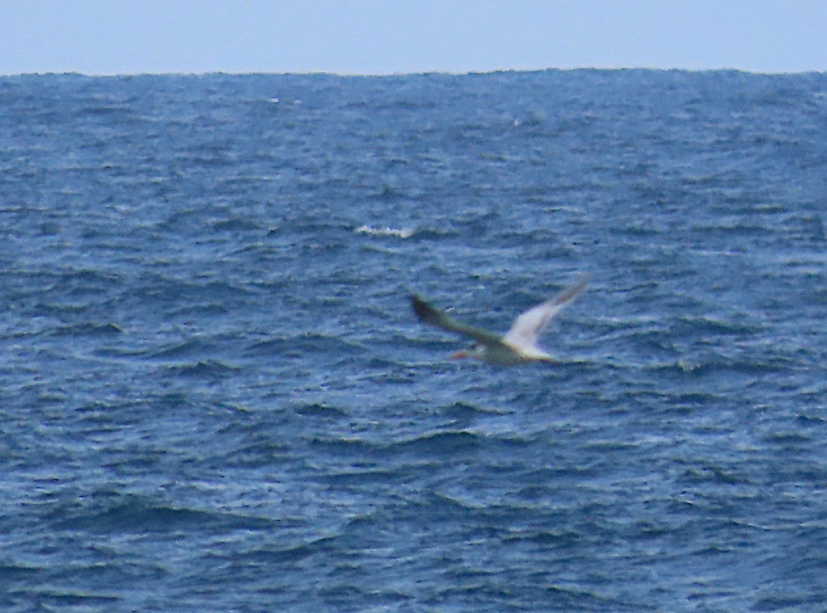 West African Crested Tern - ML636292192