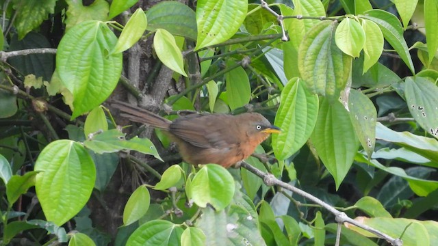 Rufous Babbler - ML636292267