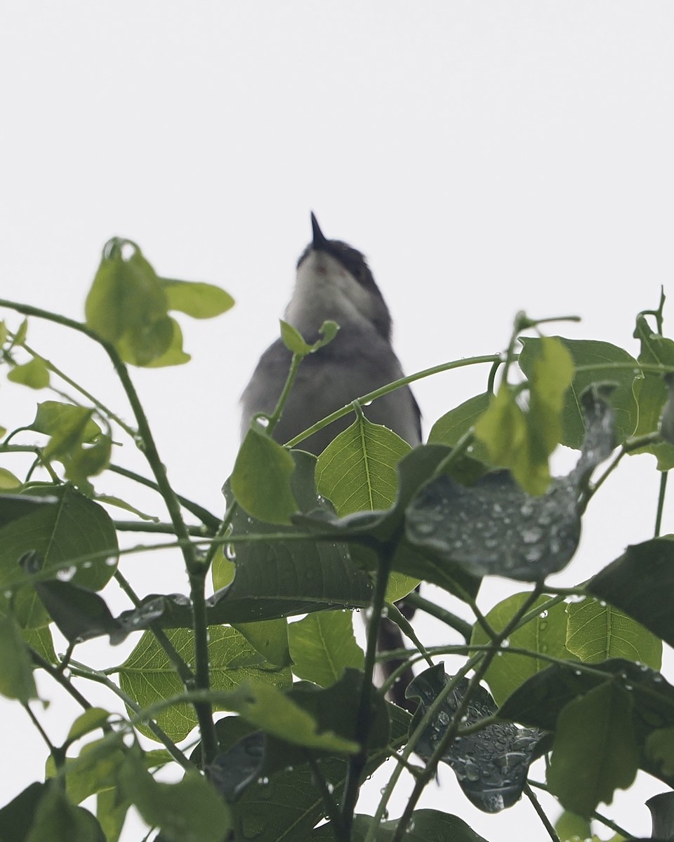 gråbrystprinia - ML636292309