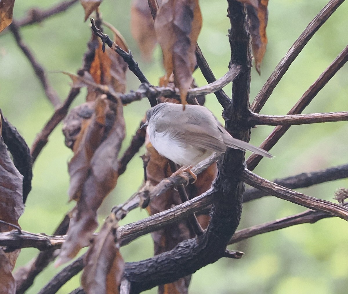gråbrystprinia - ML636292310