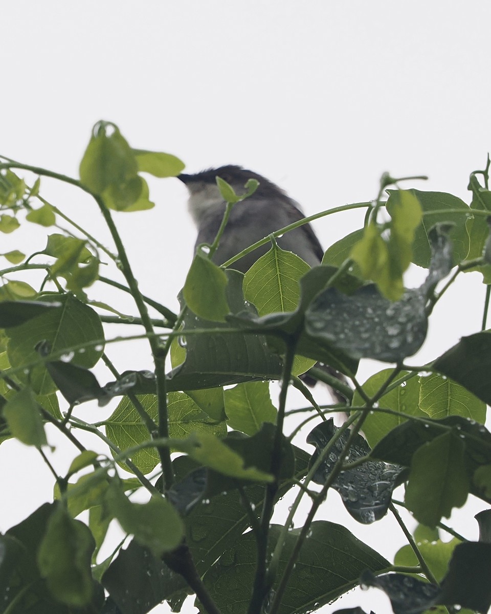 gråbrystprinia - ML636292311