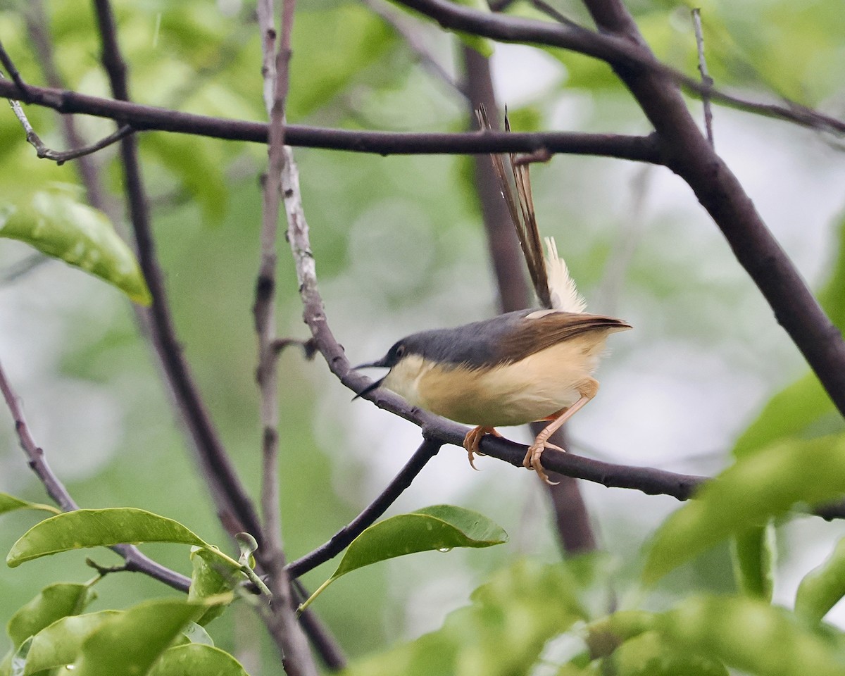 askeprinia - ML636292321