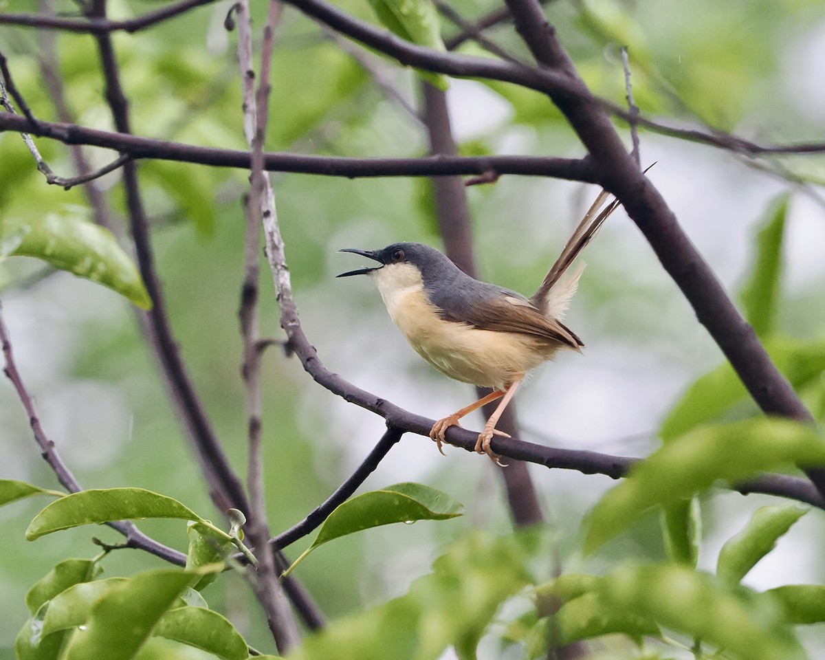 askeprinia - ML636292322