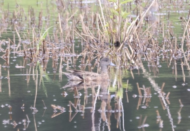 American Wigeon - ML636292343