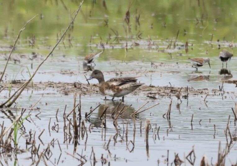American Wigeon - ML636292344