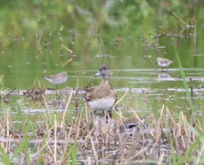 American Wigeon - ML636292345