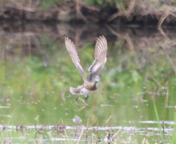 American Wigeon - ML636292346
