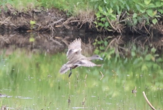 American Wigeon - ML636292347