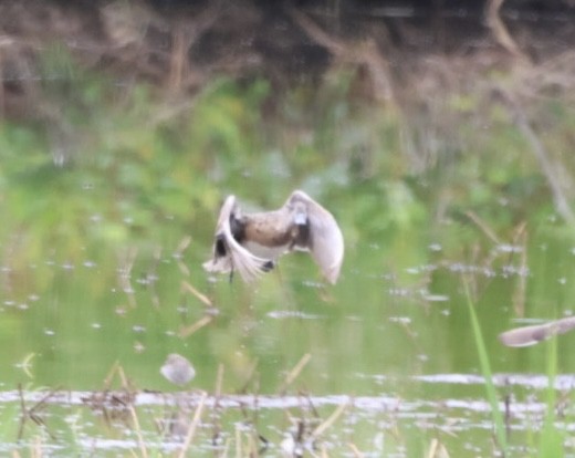 American Wigeon - ML636292348