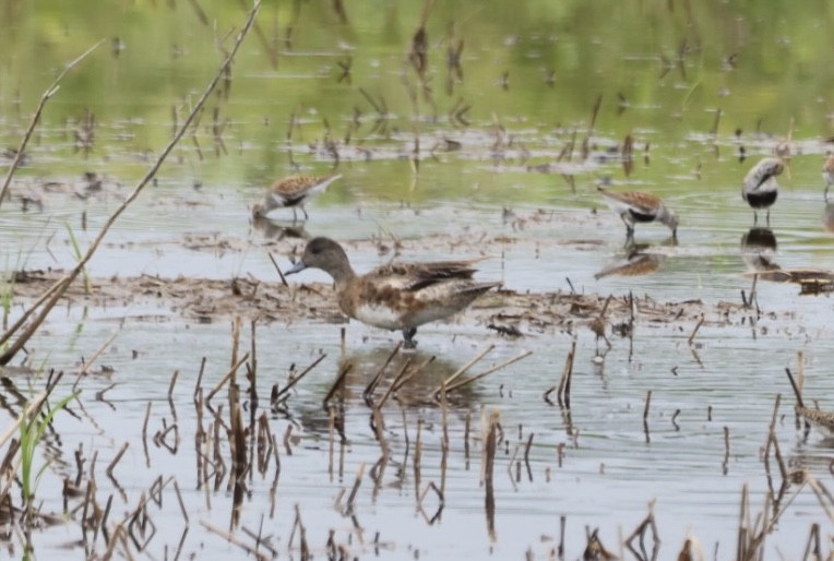 American Wigeon - ML636292349