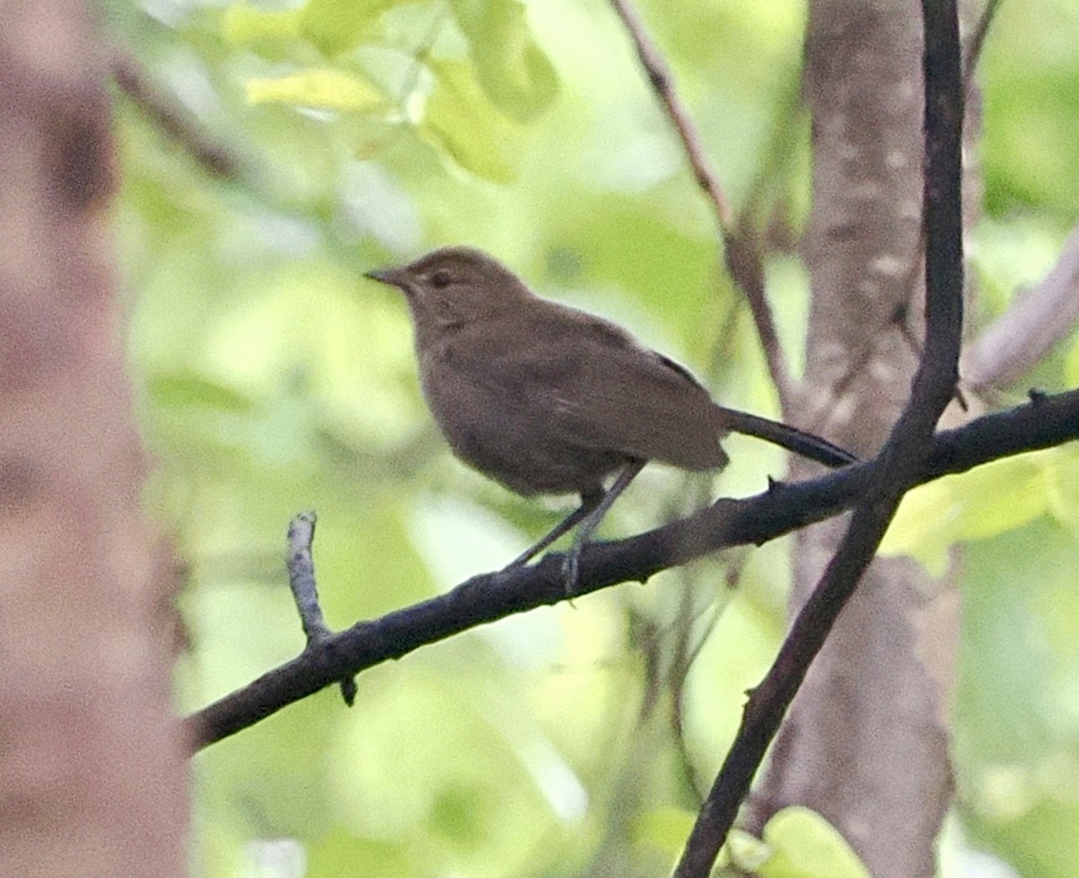 インドヒタキ - ML636292367