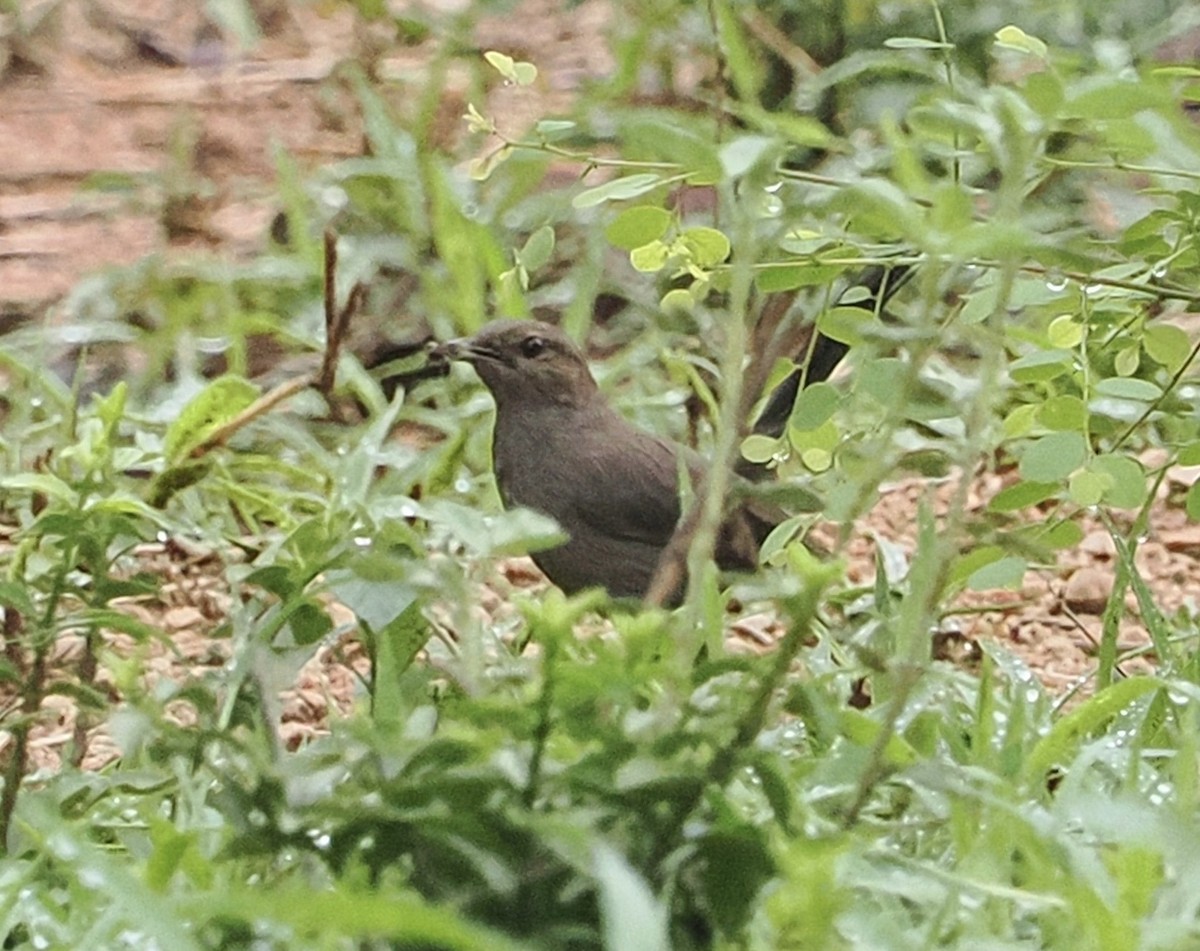 インドヒタキ - ML636292368
