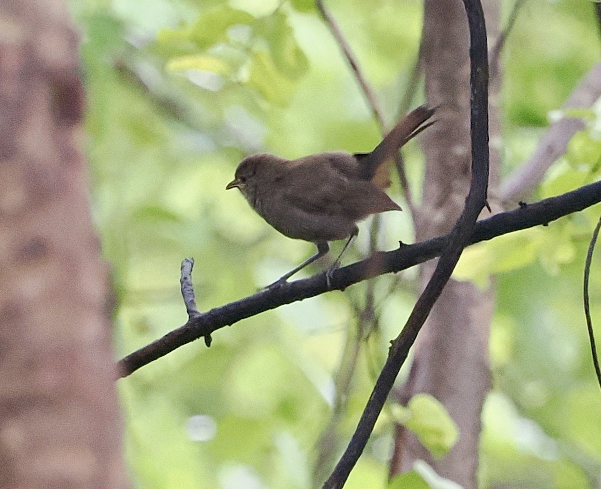 インドヒタキ - ML636292369