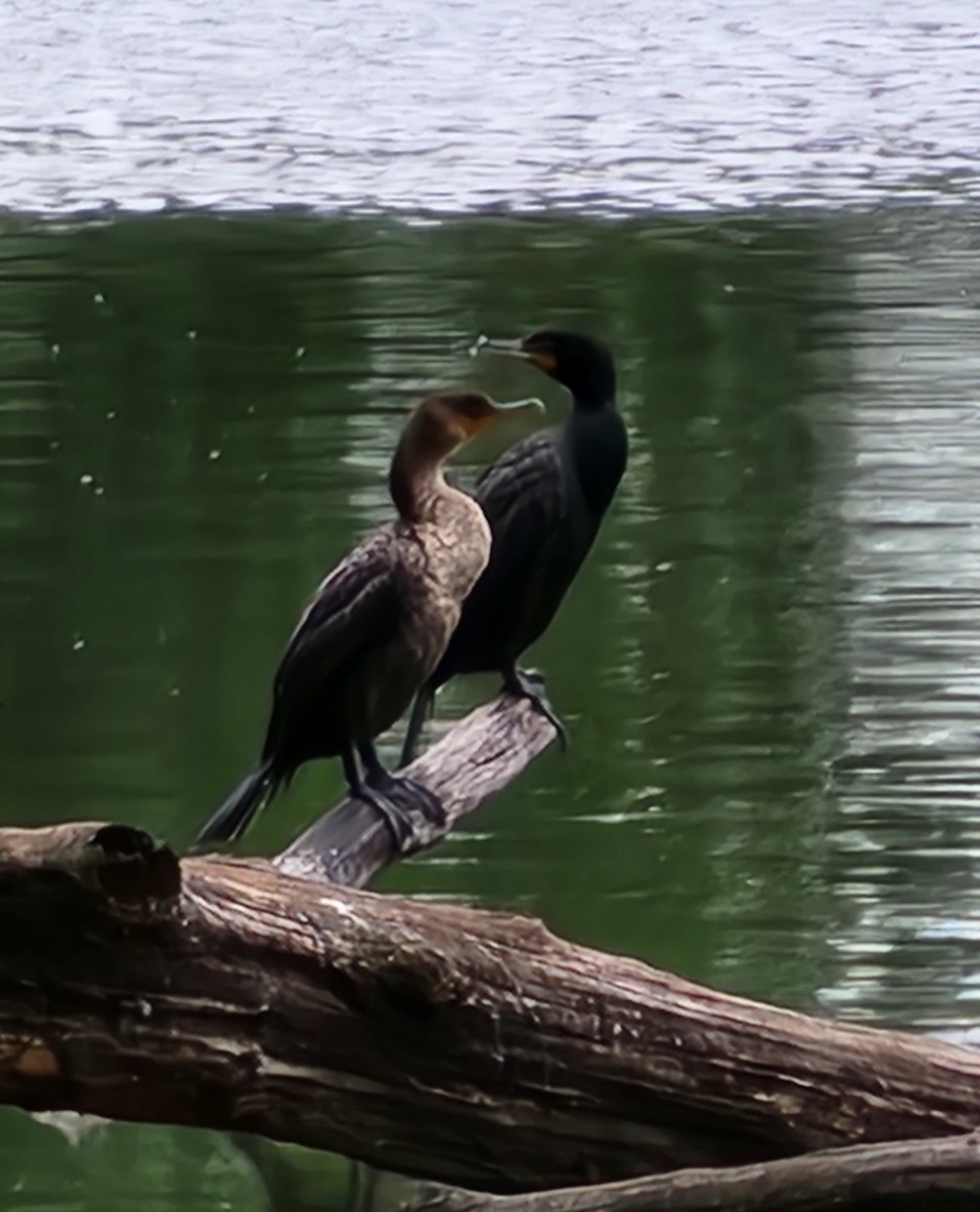 Double-crested Cormorant - ML636292375